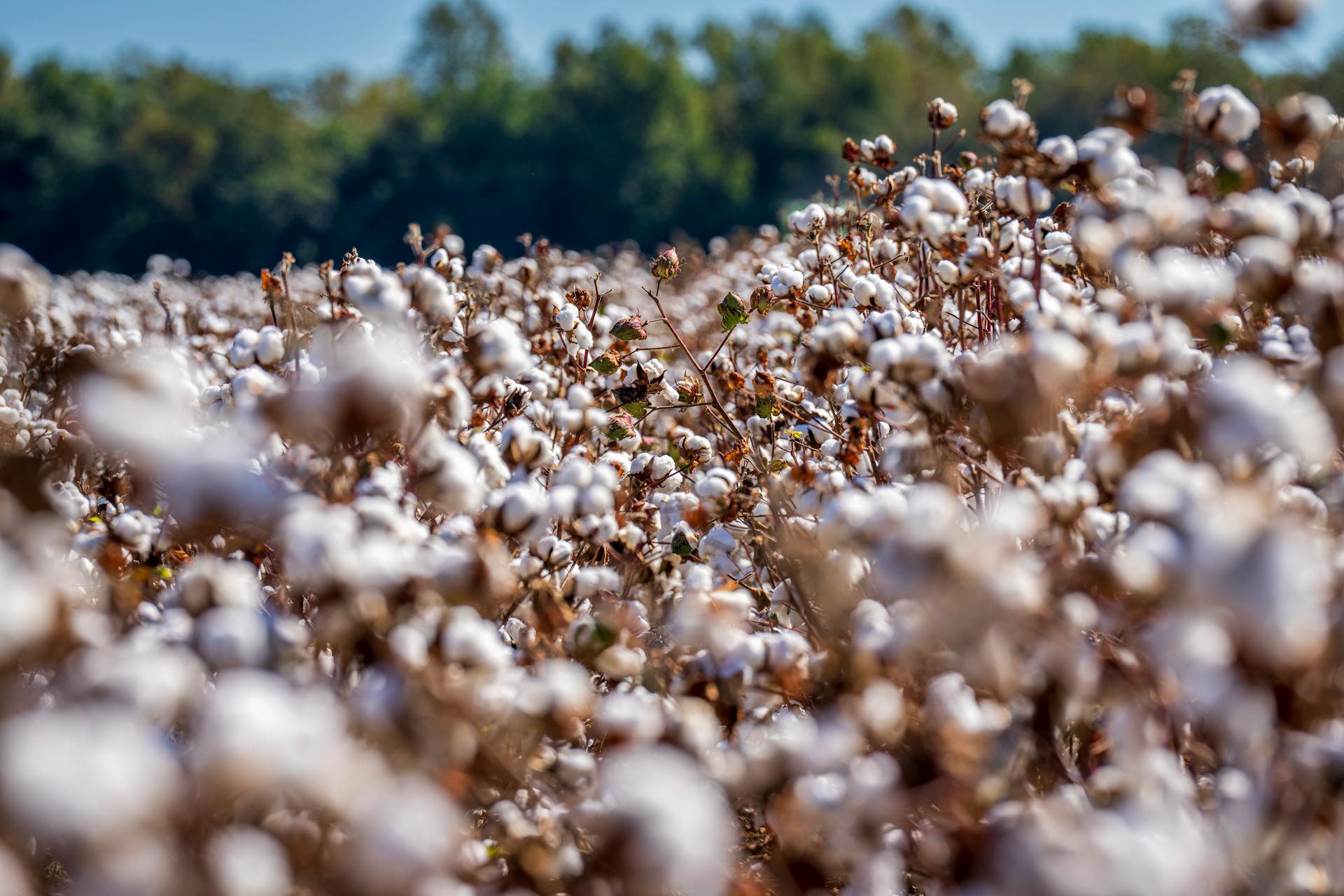 American Cotton Fields
